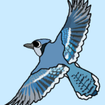 blue jay fowl facade